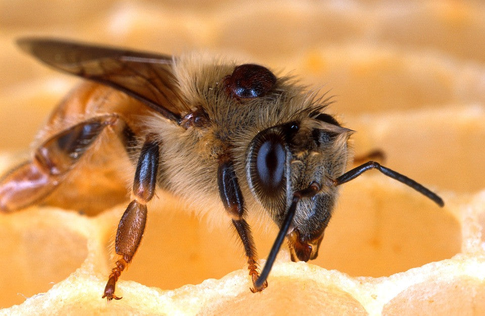 My Beekeeper Class Part 7 - A Healthy Hive