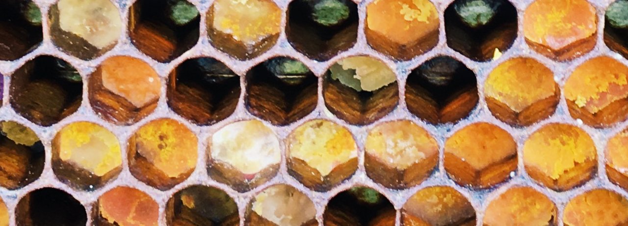 Kerzen aus Bienenwachs