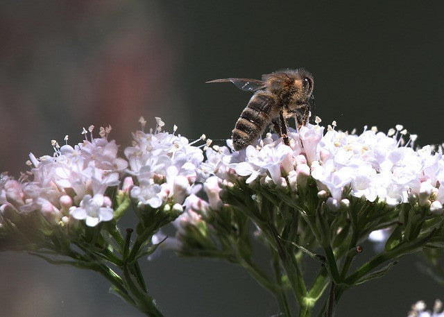 Fleurs pour les abeilles