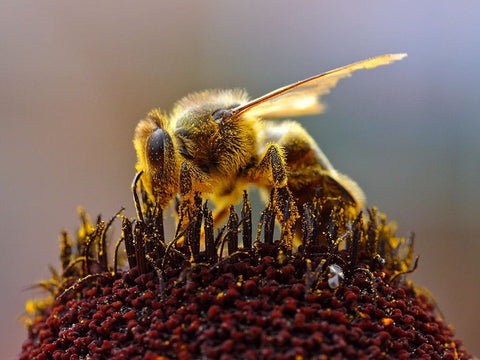 Conseils de survie au pollen