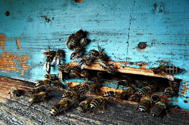 Mon cours d'apiculteur, partie 2 - La ruche