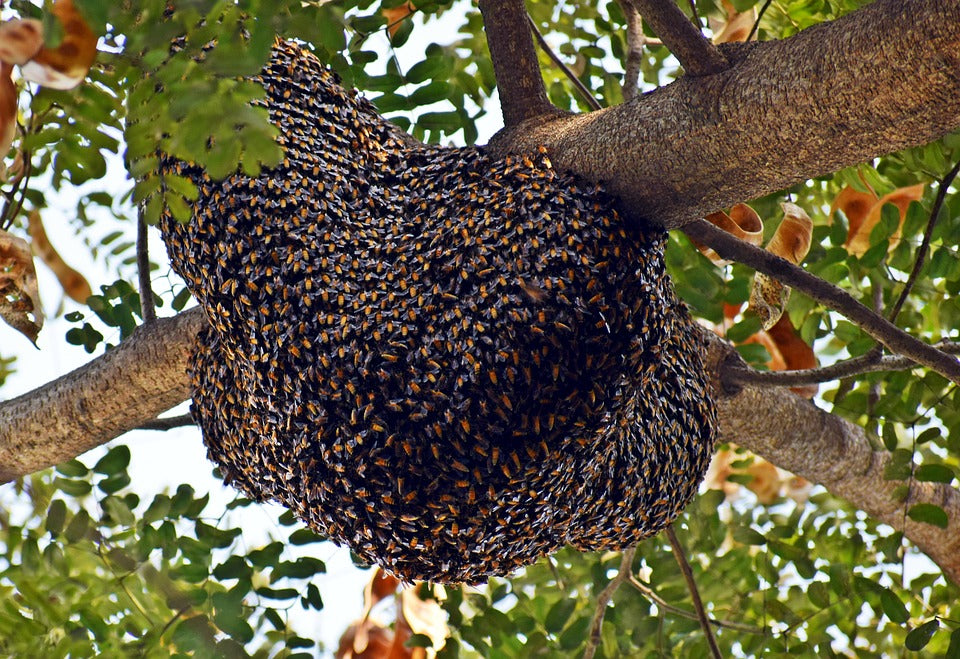 Oh non! Mes abeilles veulent déménager.