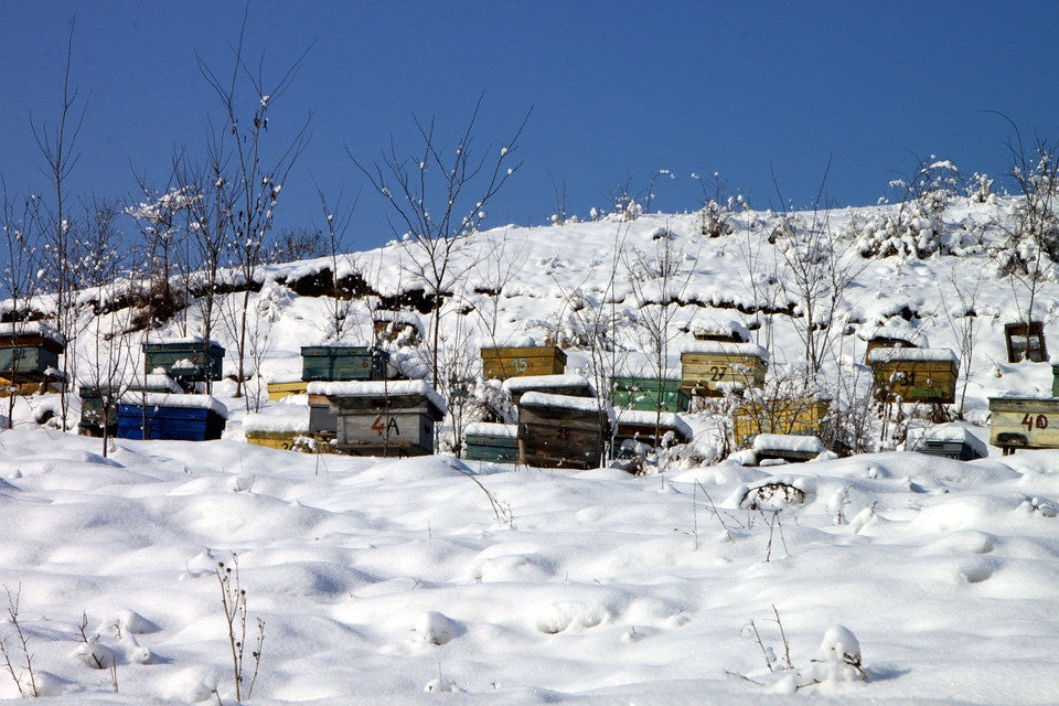 Mon cours d'apiculteur, partie 8 - l'hiver