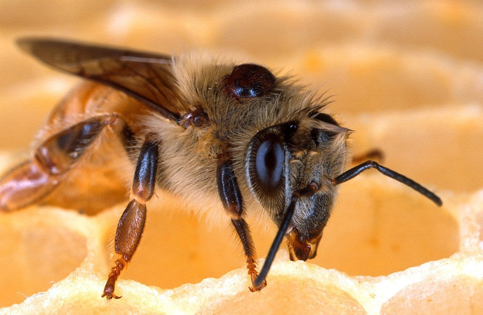 Ma classe d'apiculteur, partie 7 - Une ruche saine